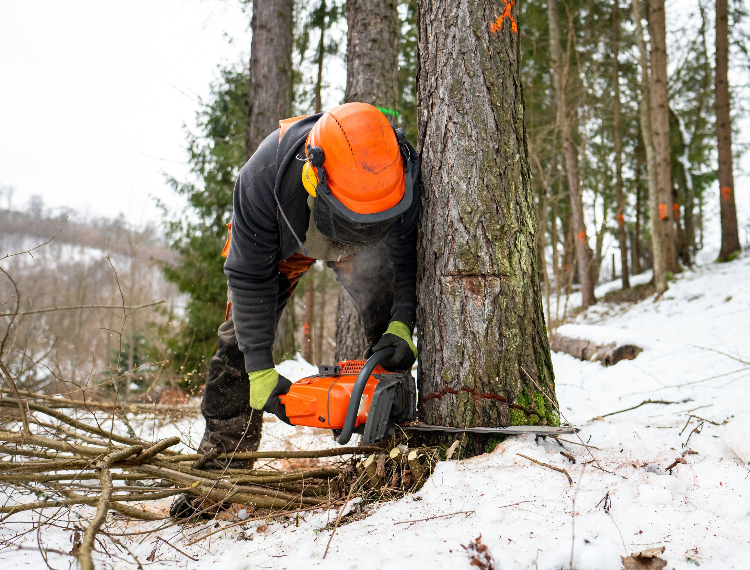 Benefits of Removing Trees on Your Property Over Winter