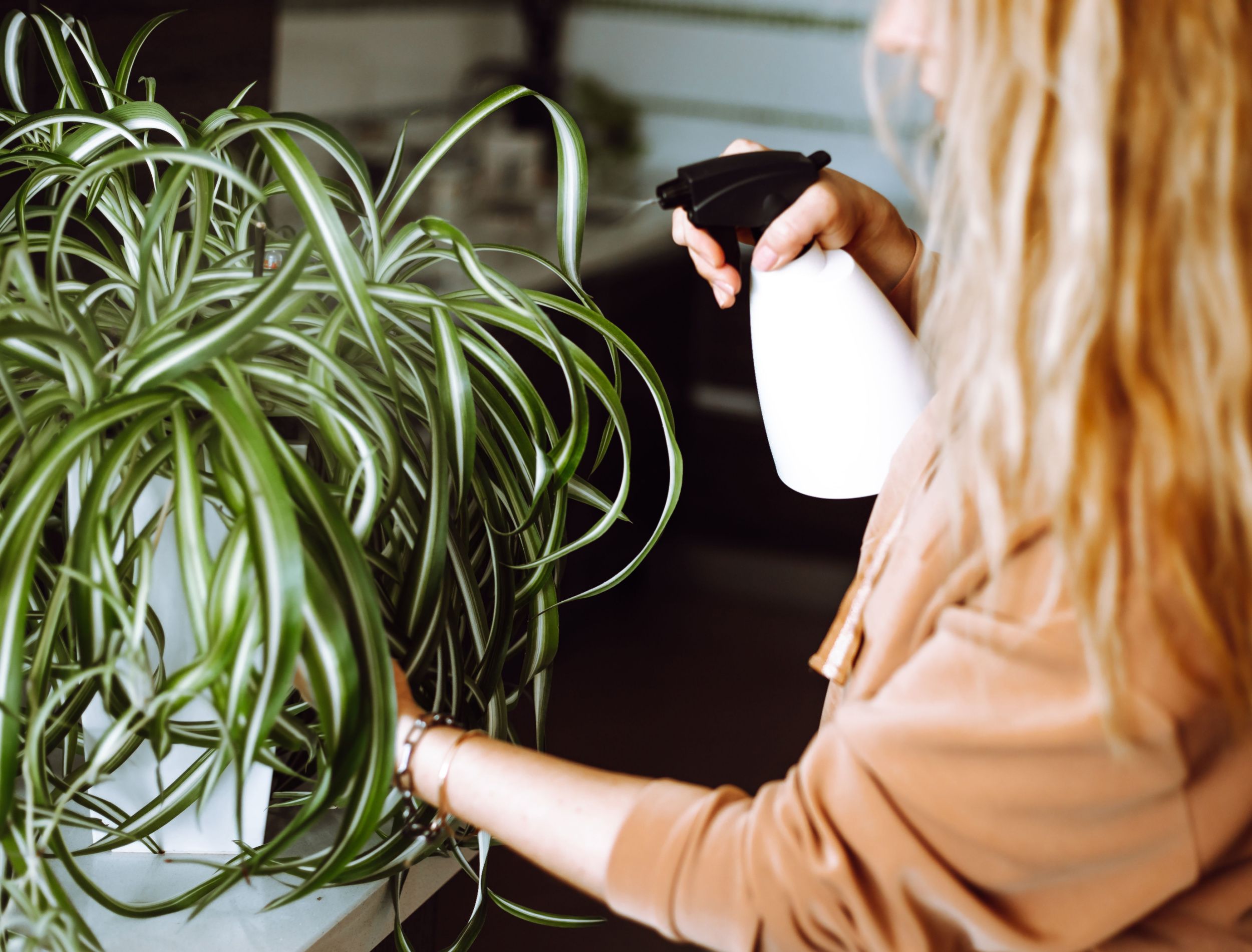 wondering-about-the-ideal-frequency-and-method-for-watering-your-spider