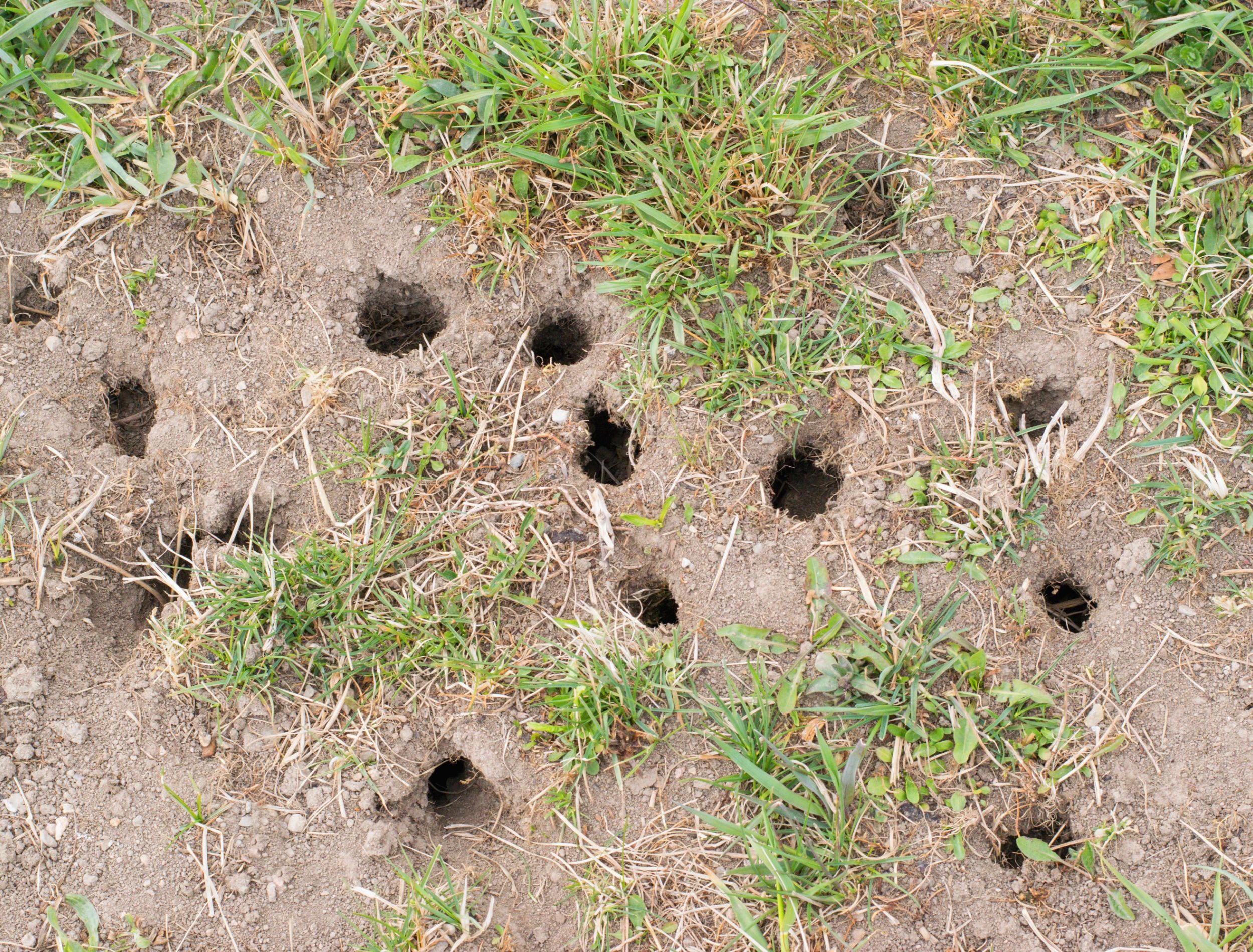 mole and vole holes in the garden