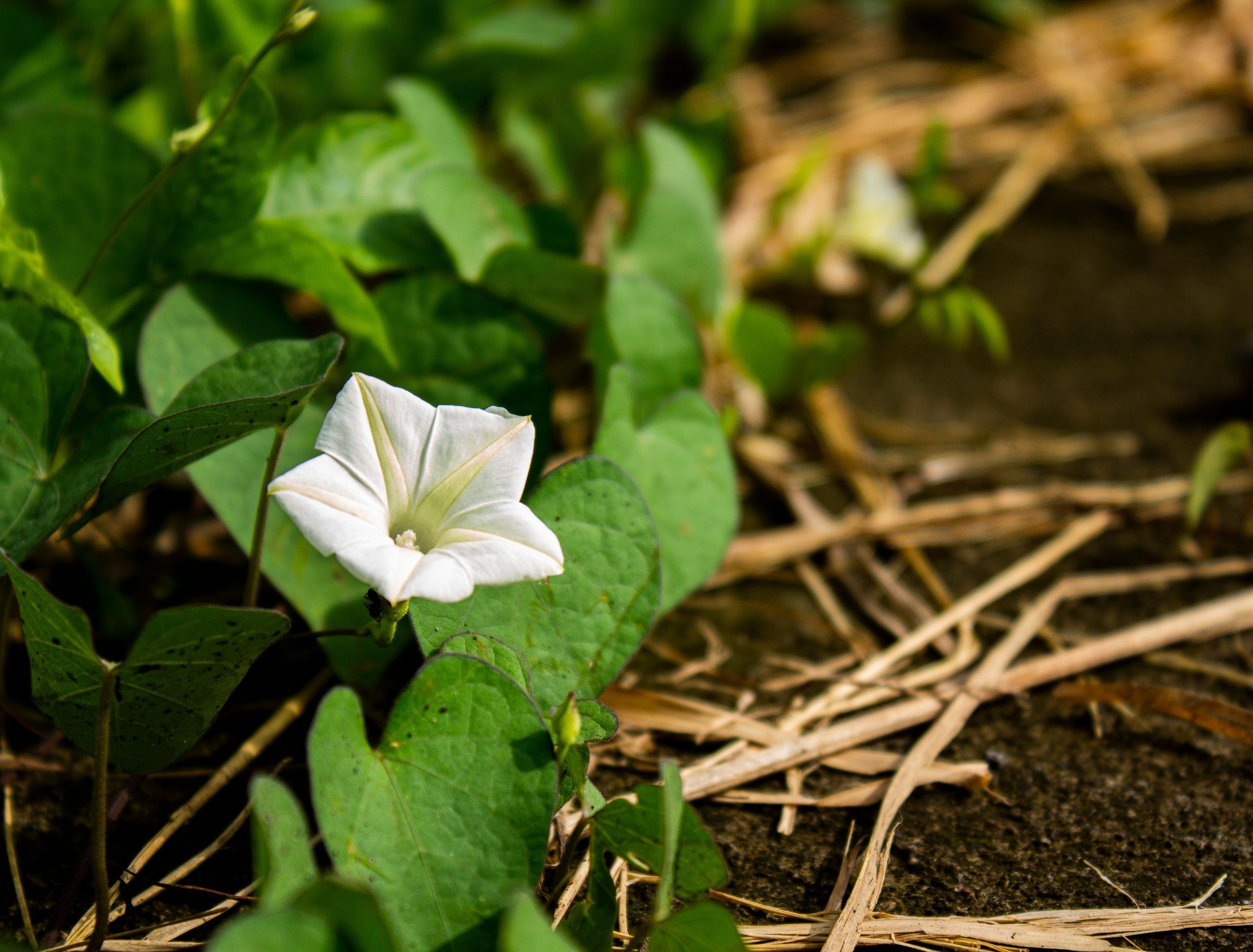How to Grow Exquisite Moon Flowers