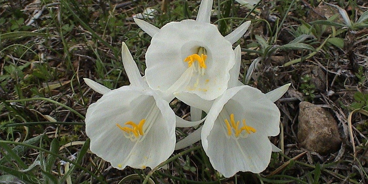 Daffodils Are a Cold Weather Delight in Winter