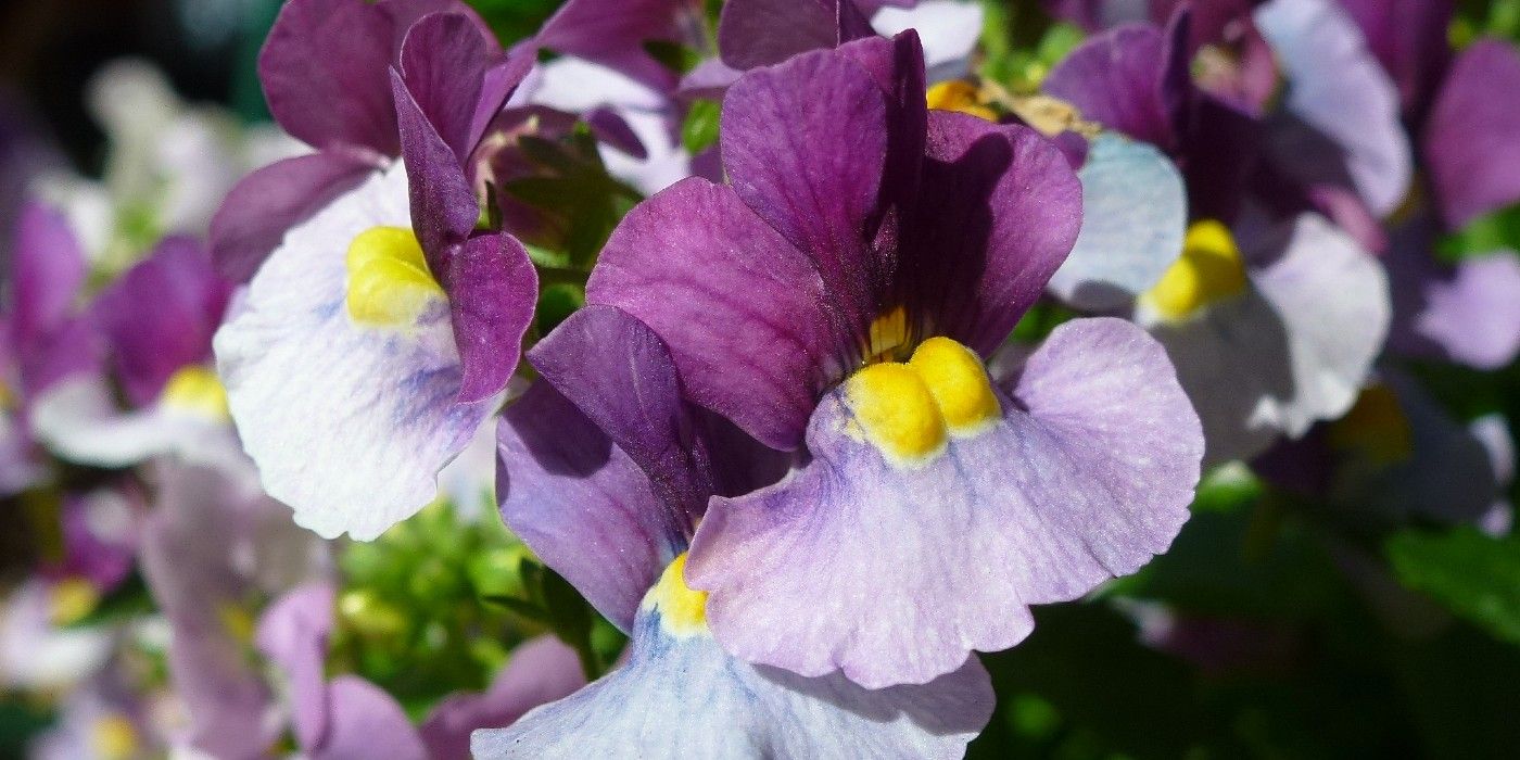 Which Flowers Don't Die in Winter?