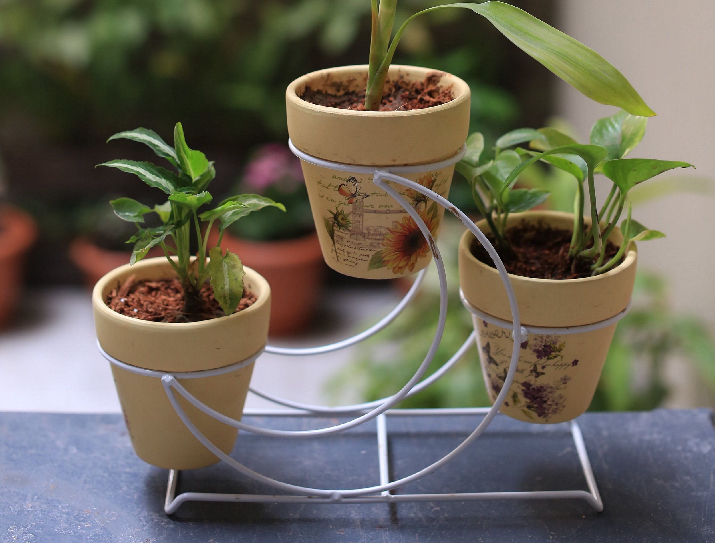 Painted plant pots on a shelf