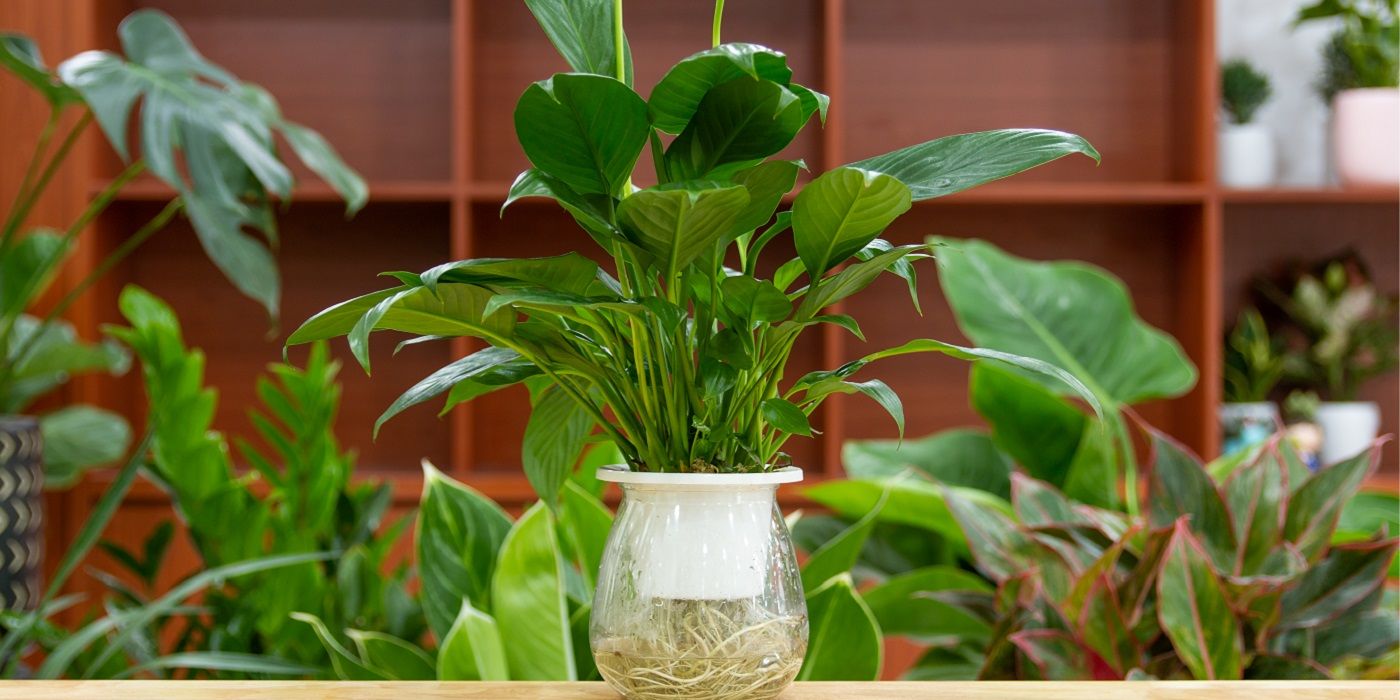 Peace lily growing with other houseplants