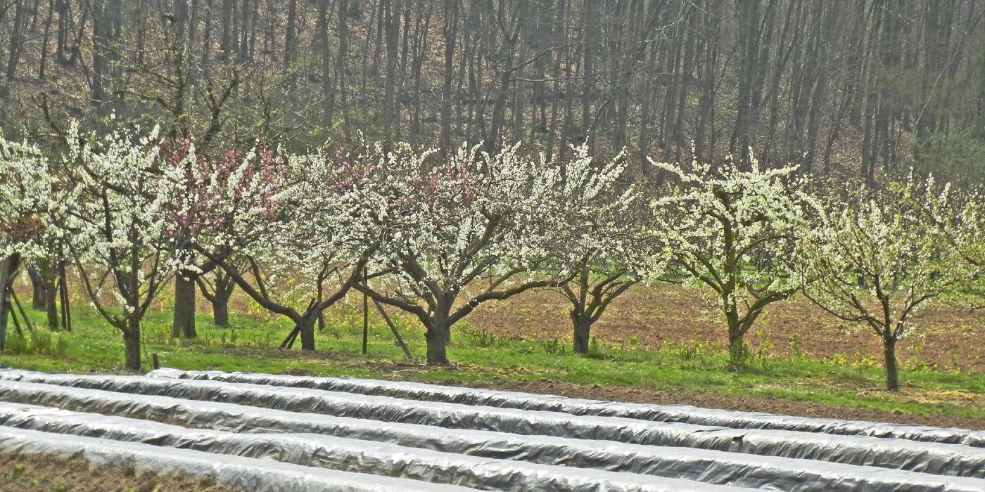 How to properly prune your bartlett pear tree