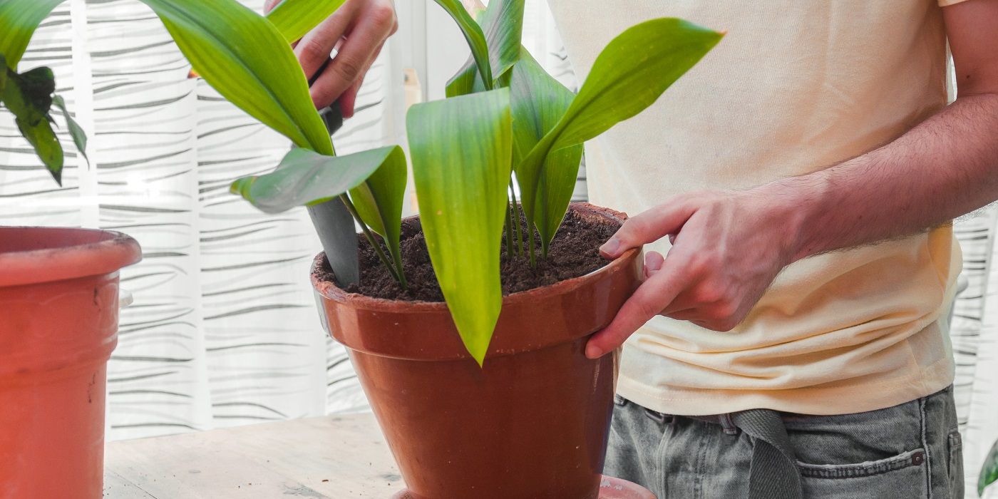 Person working with a potted cast iron plant