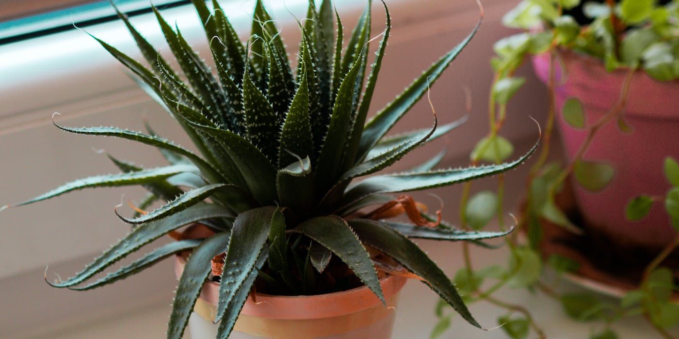 The Top Seven Plants to Banish Household Odors Naturally