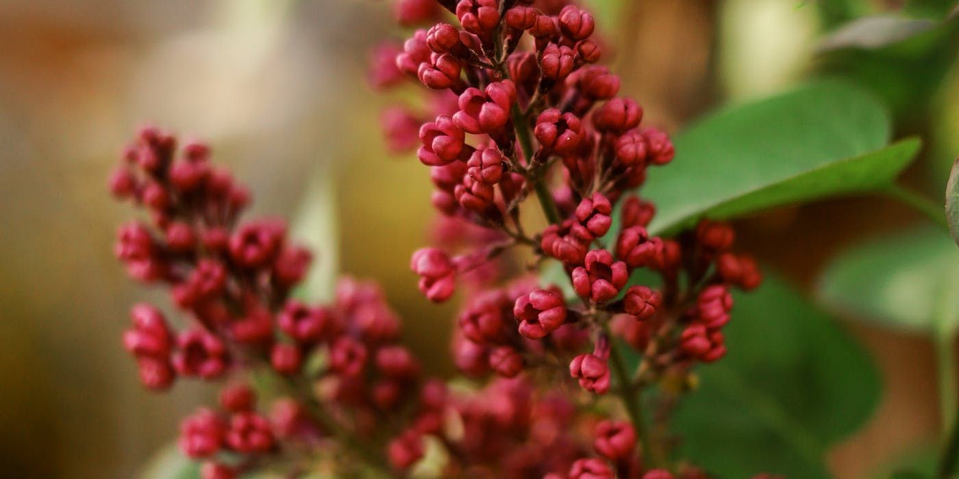 Discover the Diversity 8 Sumac Tree Varieties for Your Landscape