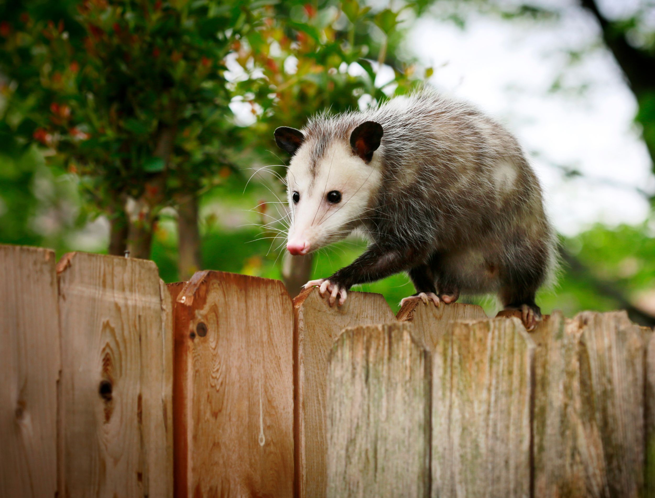 Unbelievable! What Possums Eat To Survive Winter - z45mm8m