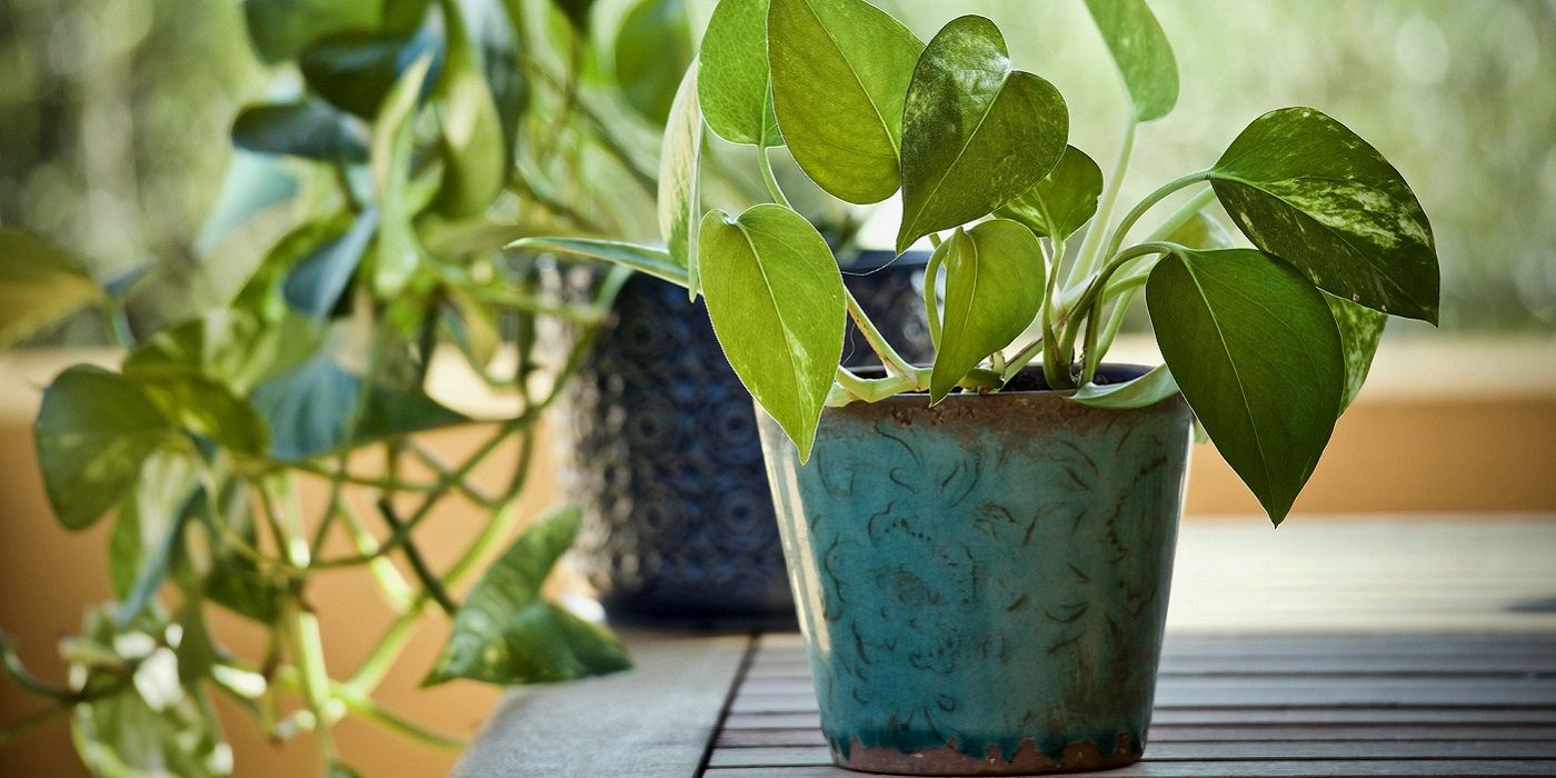 Pothos plant growing indoors