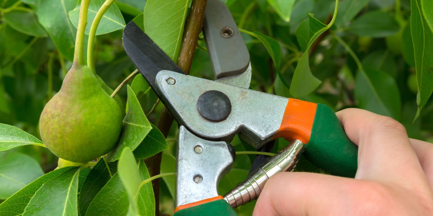 How to Properly Prune Your Bartlett Pear Tree