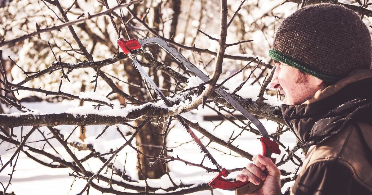 When is the Best Time to Prune Apple Trees in the Midwest Seasonal