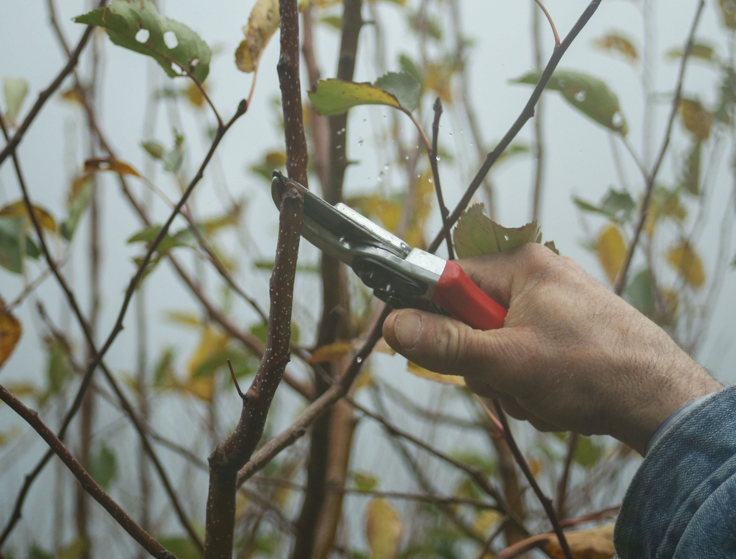 Keep Winter Trees and Shrubs Healthy With Pruning Tips