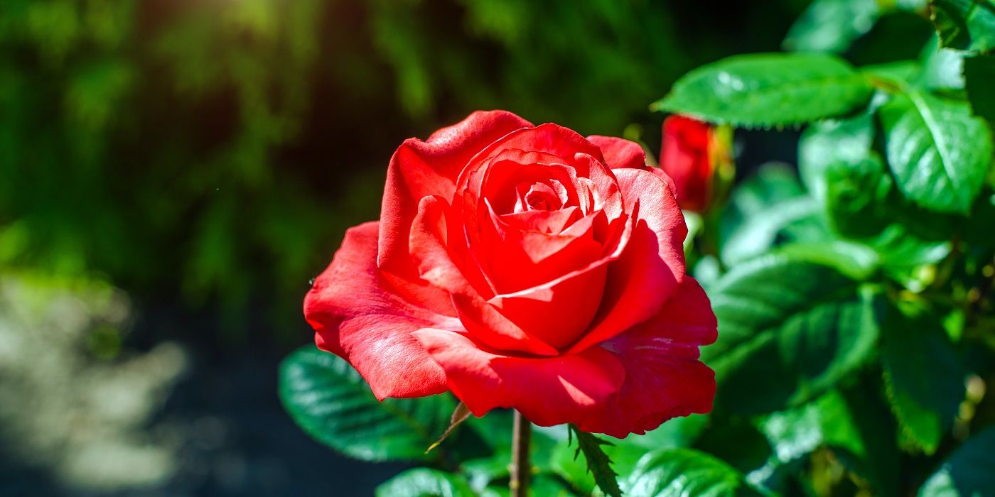 Red Roses Try Roses: The Most Romantic Flower?