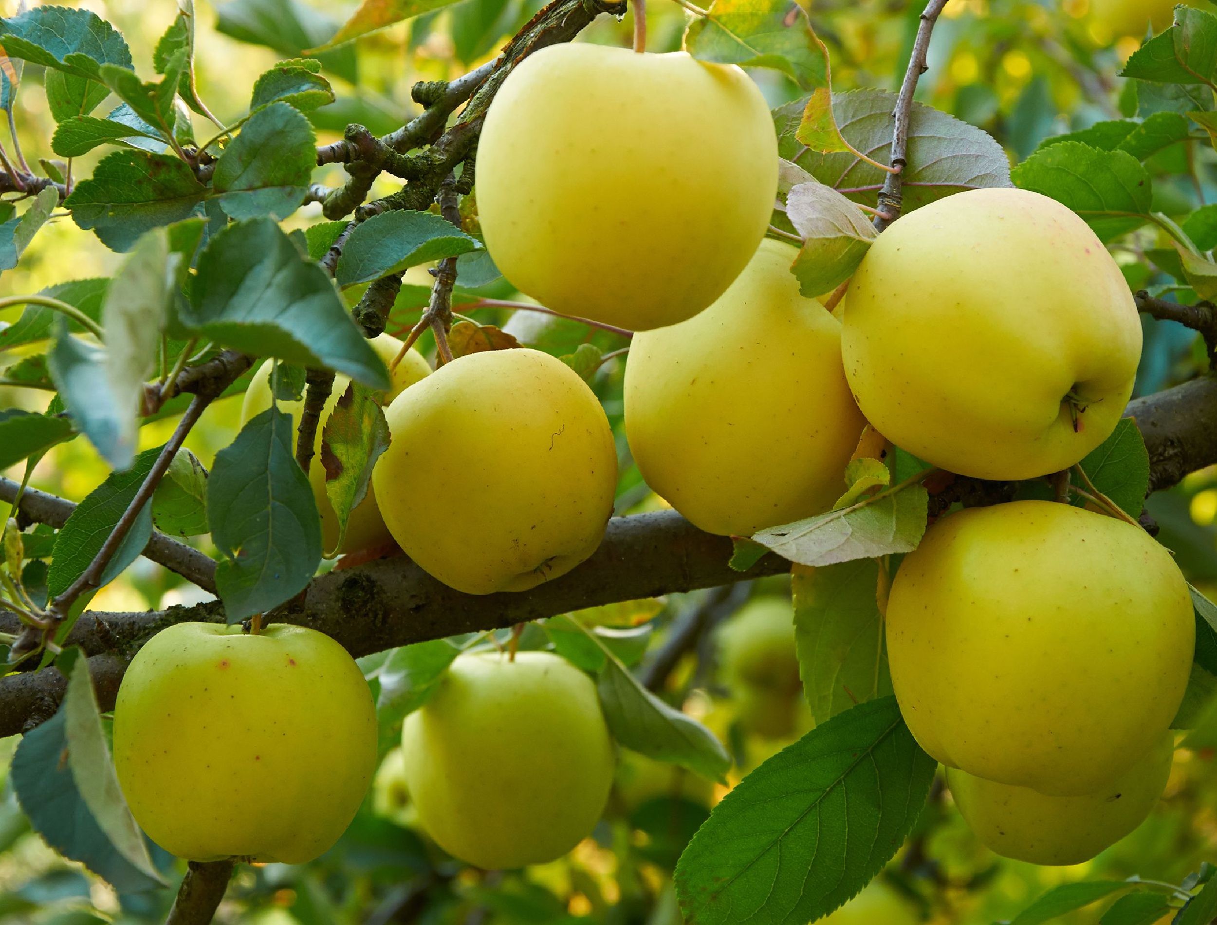 Add Yellow Apple Trees to Your Landscape