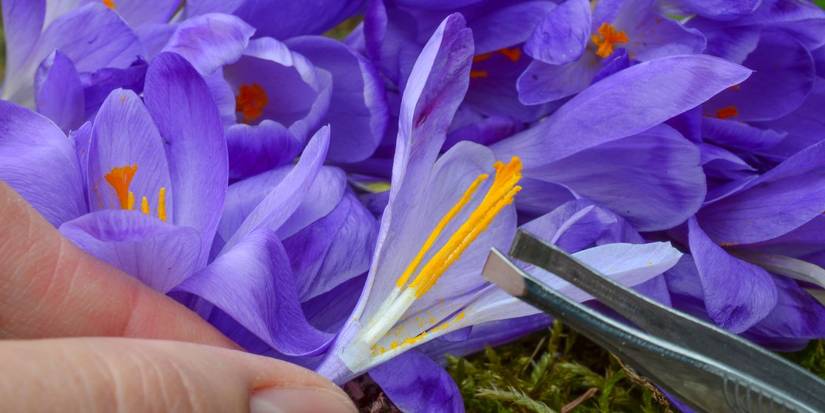Self-Pollinating Flowers: What Are They and How do They Work?