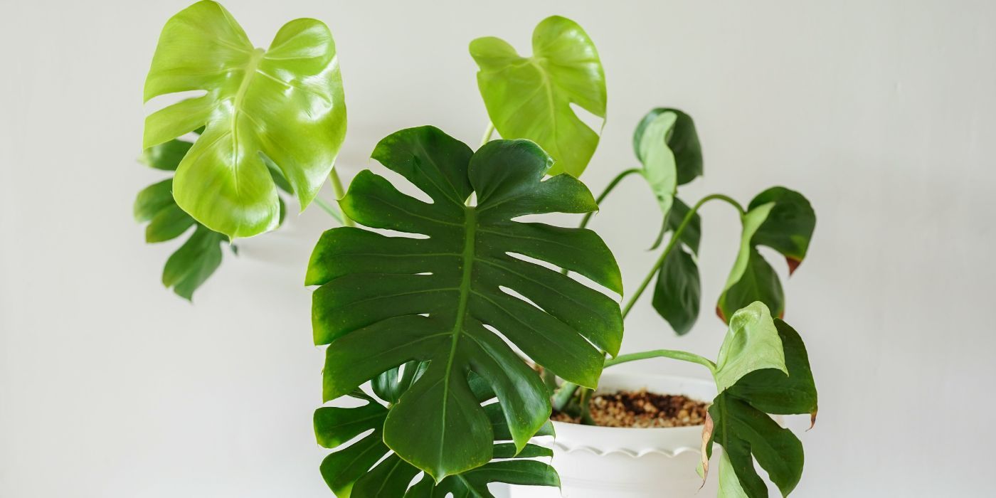 How to Clean Your Monstera Plant Foliage