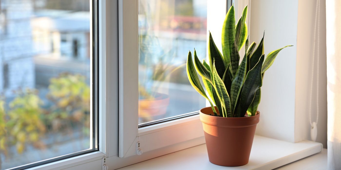 the-top-seven-plants-to-banish-household-odors-naturally