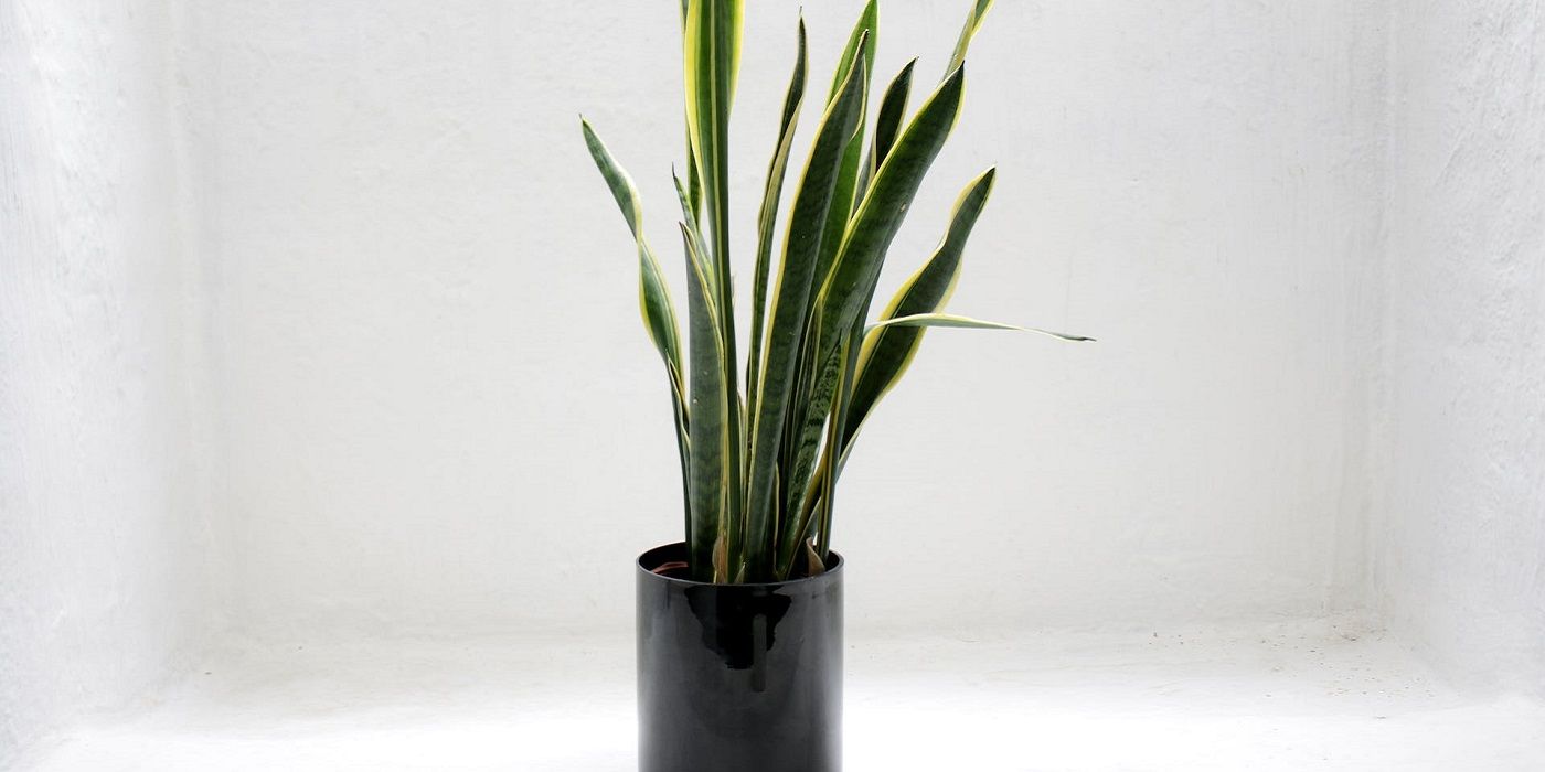 snake plant on a white background
