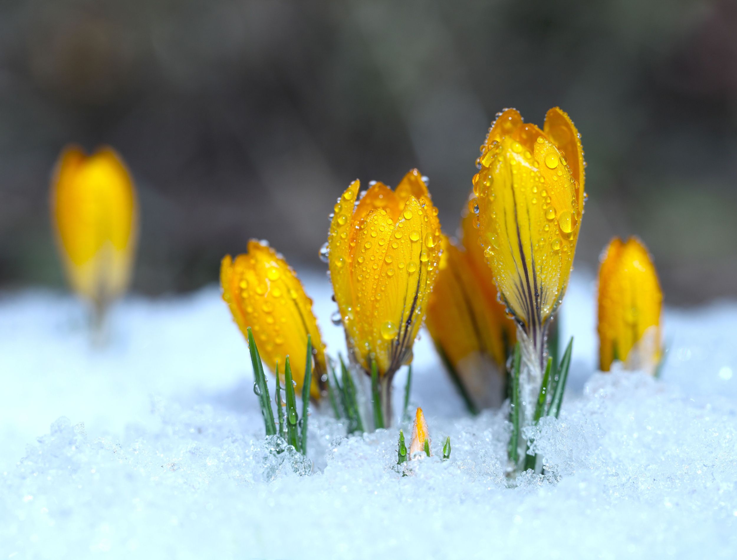 flowers-in-winter-how-they-survive-and-hardy-cultivars