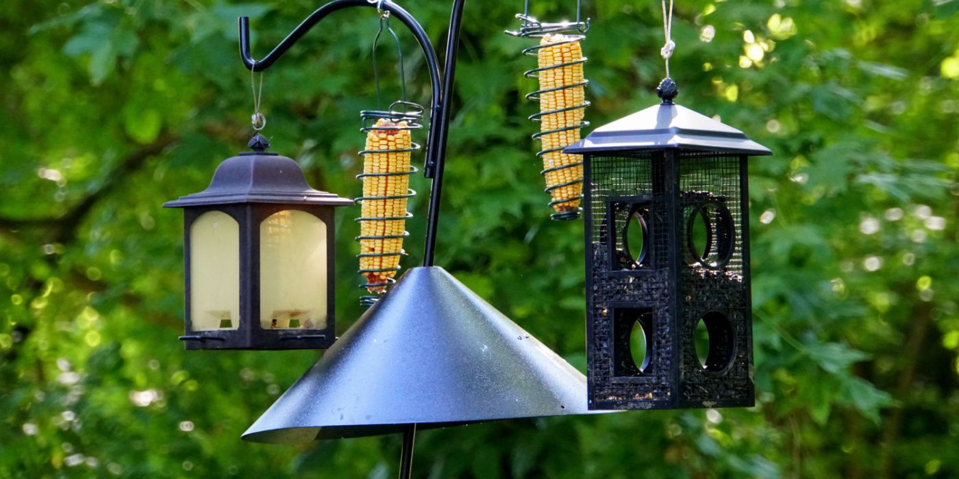 Defend Your Bird Buffet: Squirrel-Proof Your Feeders