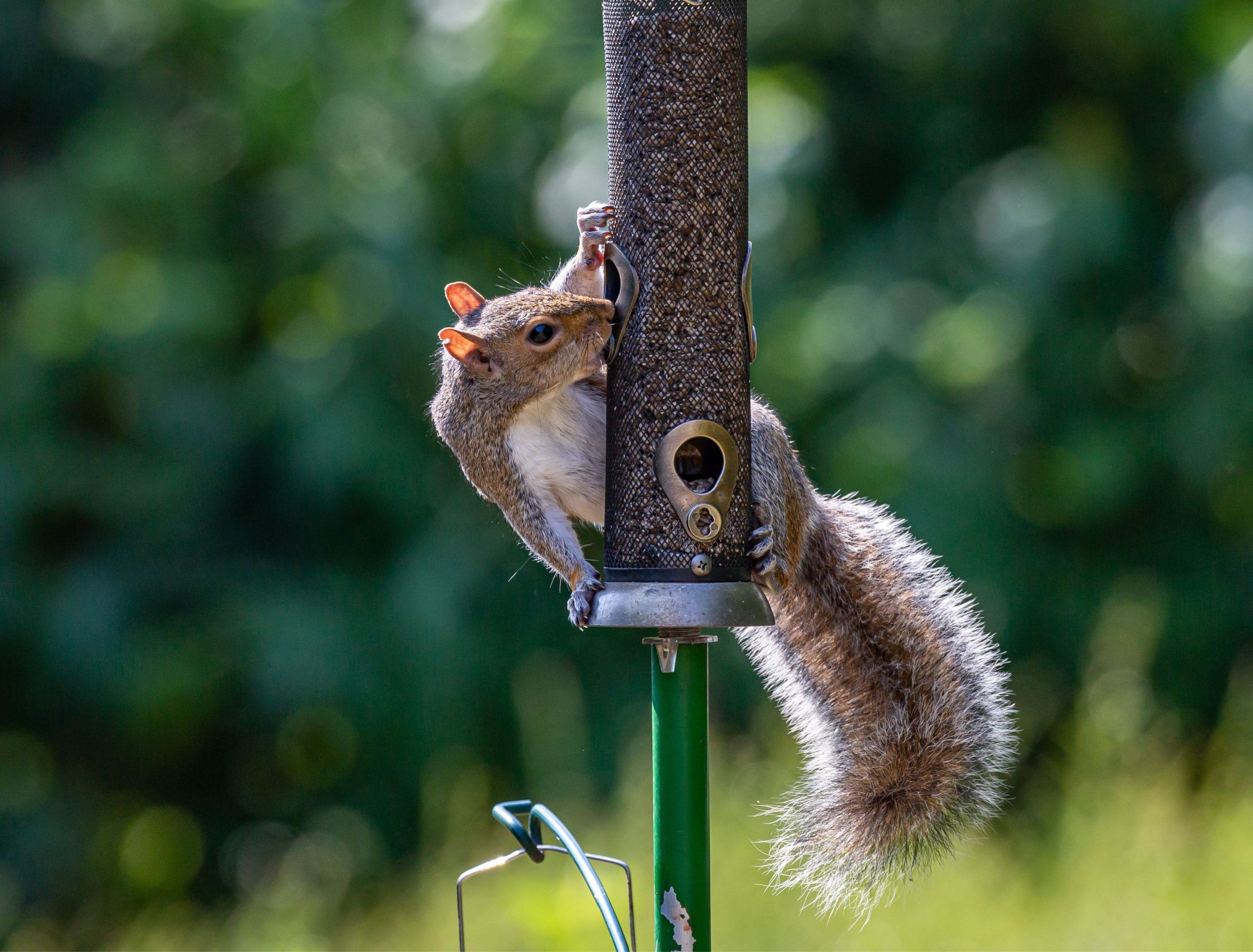 Defend Your Bird Buffet: Squirrel-Proof Your Feeders