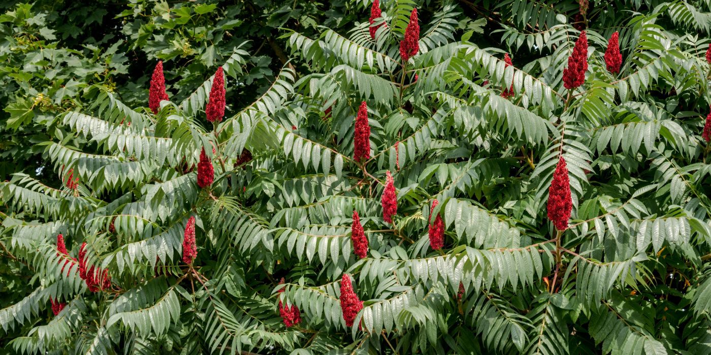 Discover the Diversity 8 Sumac Tree Varieties for Your Landscape