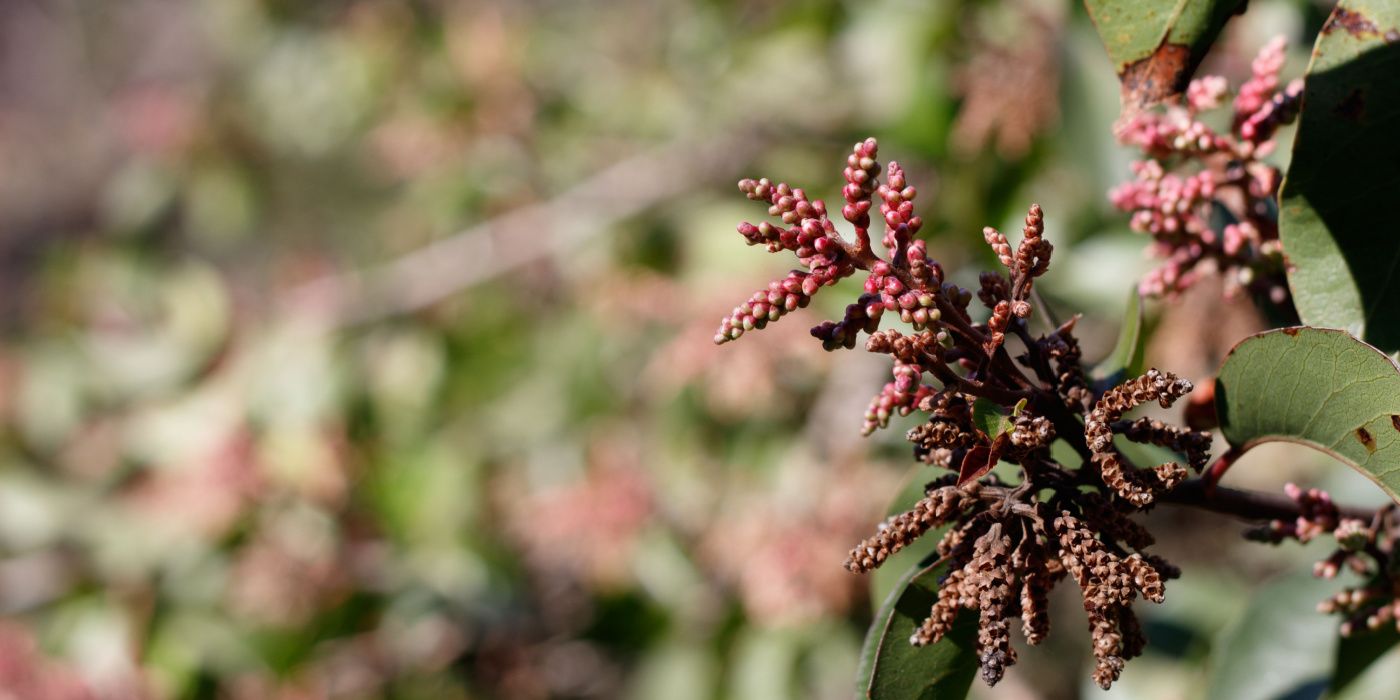 Discover the Diversity 8 Sumac Tree Varieties for Your Landscape