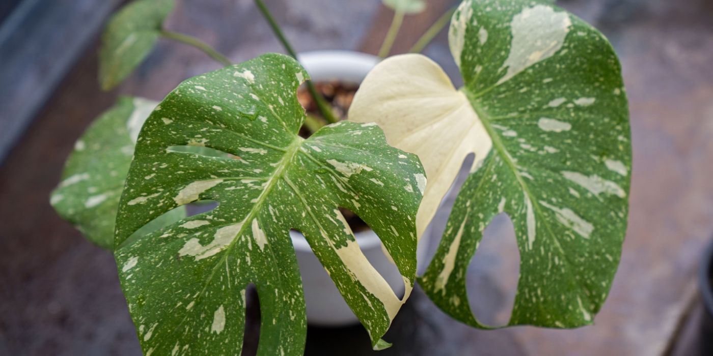 From Bonsai Bonanzas to Orchid Opulence Explore the Most Expensive