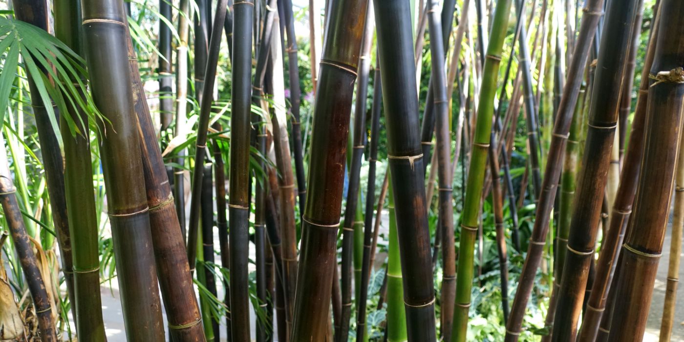 Mastering the Art of Growing and Caring For Black Bamboo