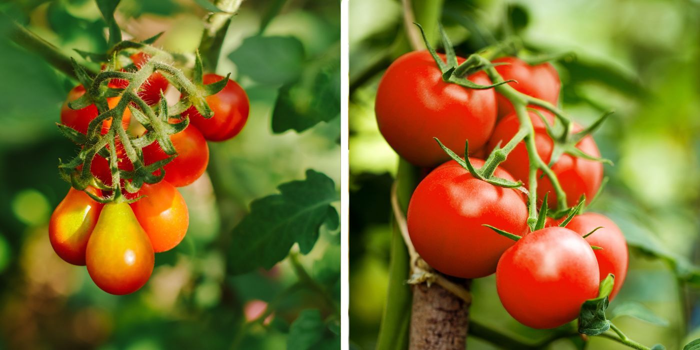 6 Fruits and Vegetables That Look Nothing Like They Once Did