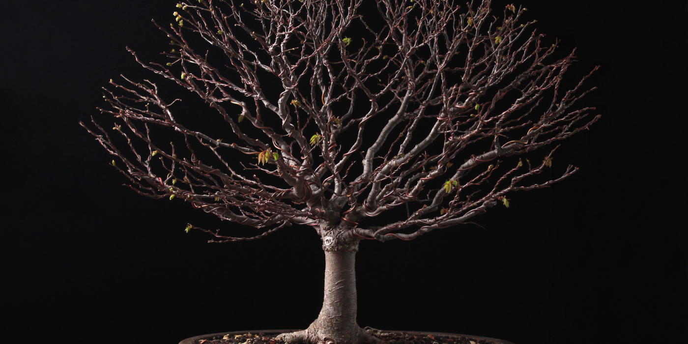 Winter Gardening with Bonsai Trees Protecting Your Plants