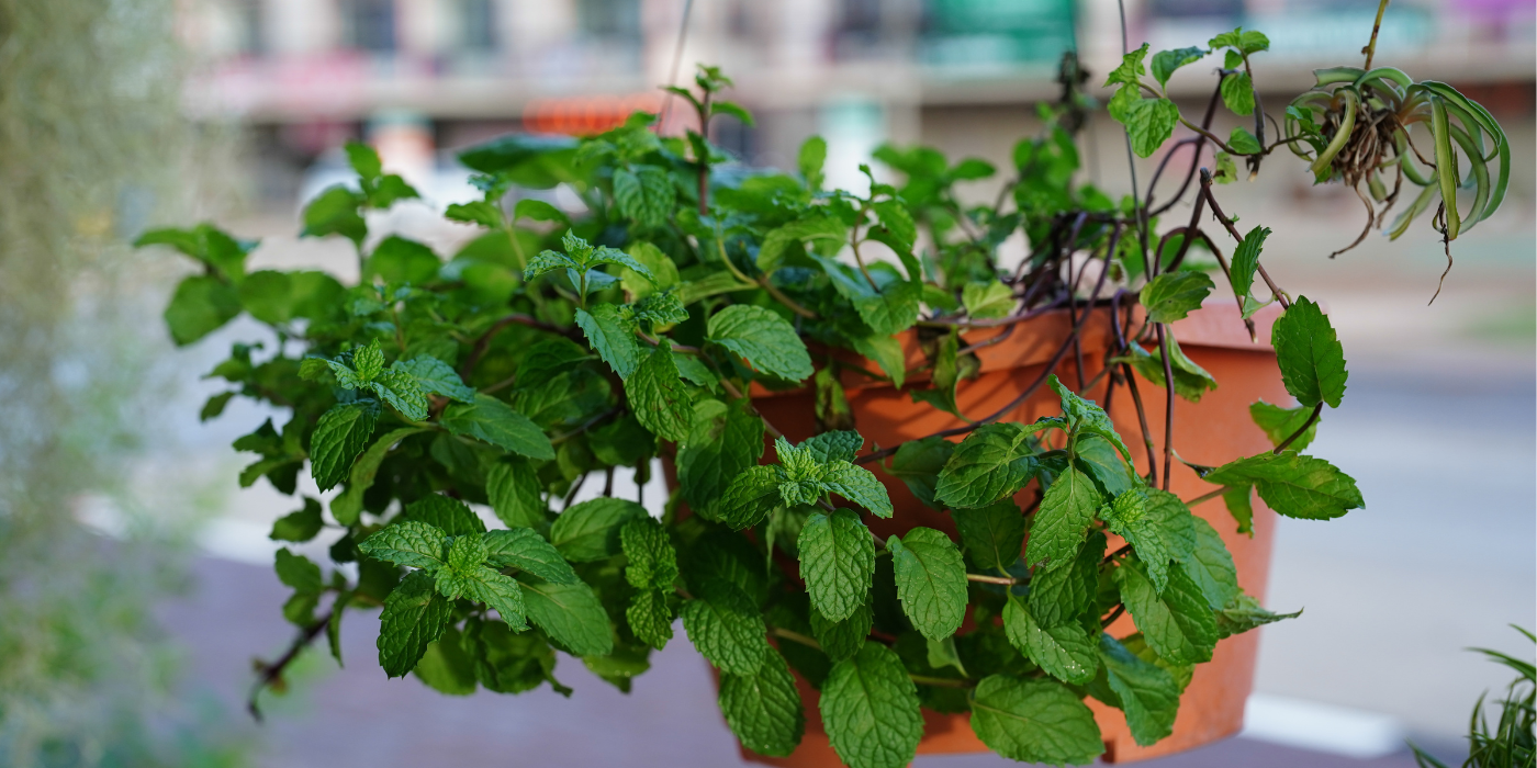 Learn How To Grow A Food Forest In Urban Spaces