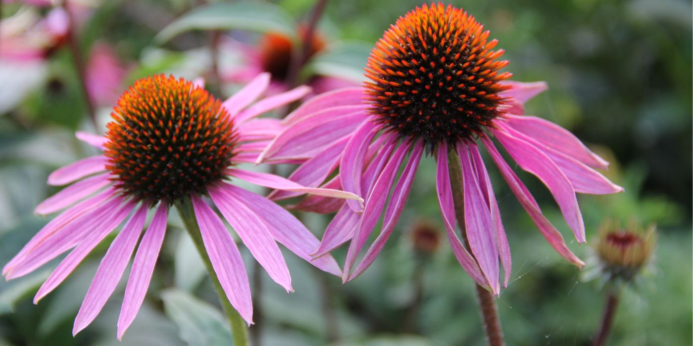 Create Your Own Functional Tea Garden With These 5 Plants