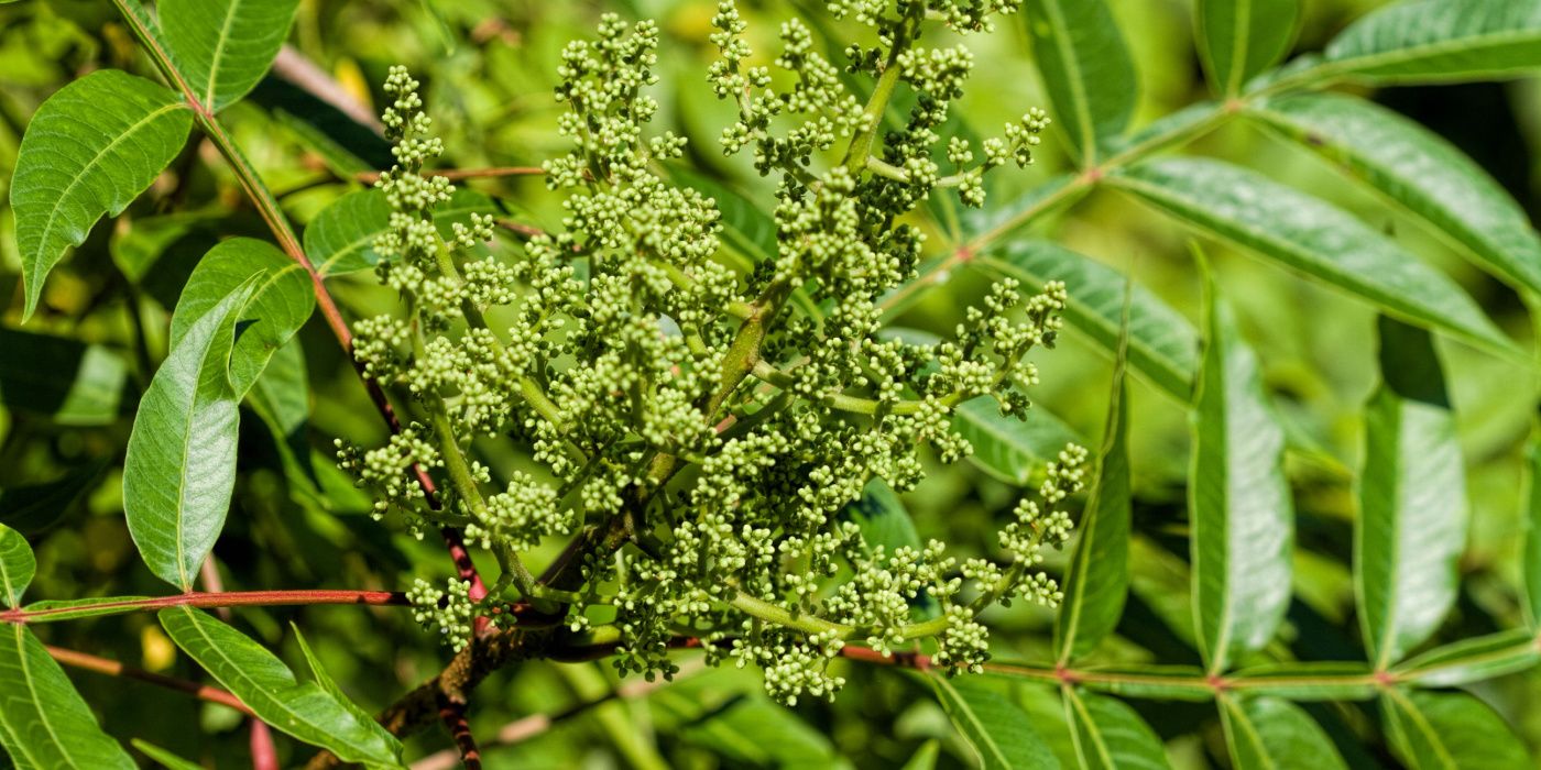 Discover the Diversity 8 Sumac Tree Varieties for Your Landscape