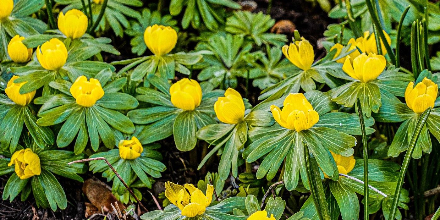 Which Flowers Don't Die in Winter?