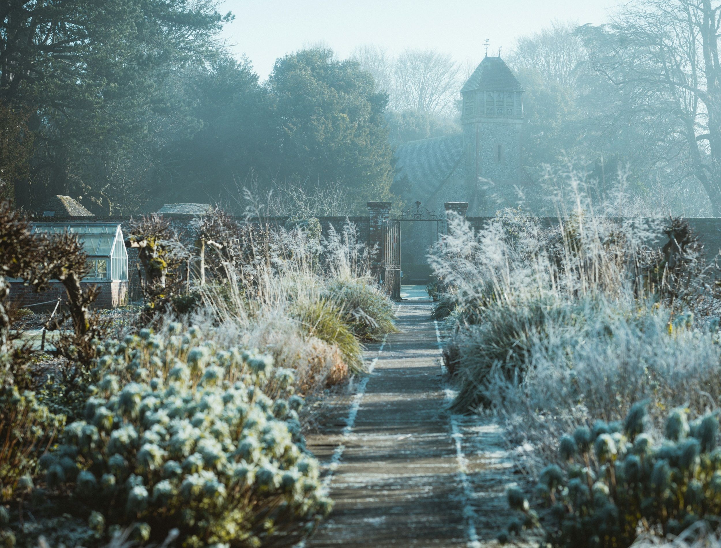 Create A Winter Scent Garden With 4 Aromatic Plants