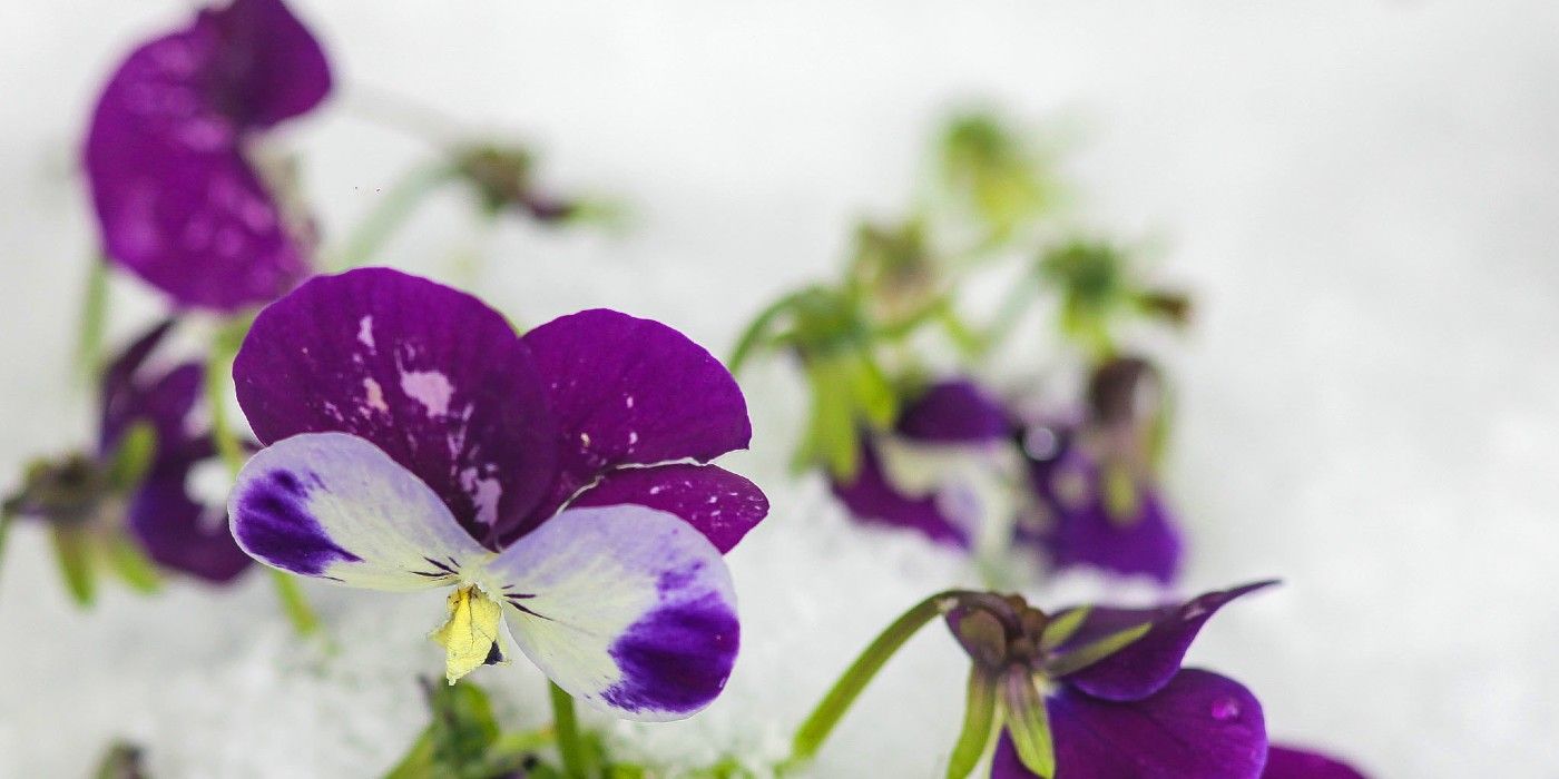 Your Guide to Pansies and Violas