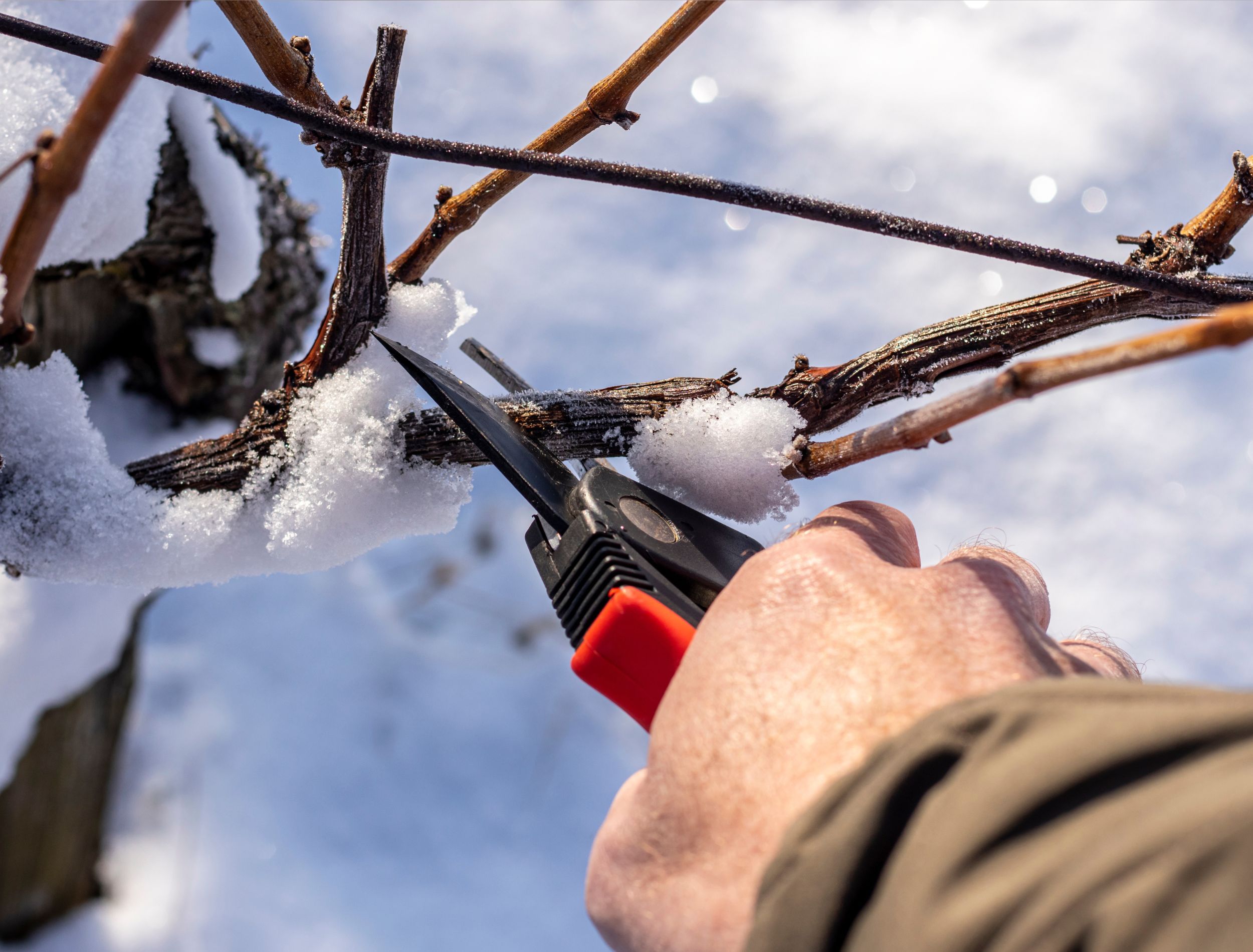 4 Tips to Avoid Plant Damage When Pruning in Winter