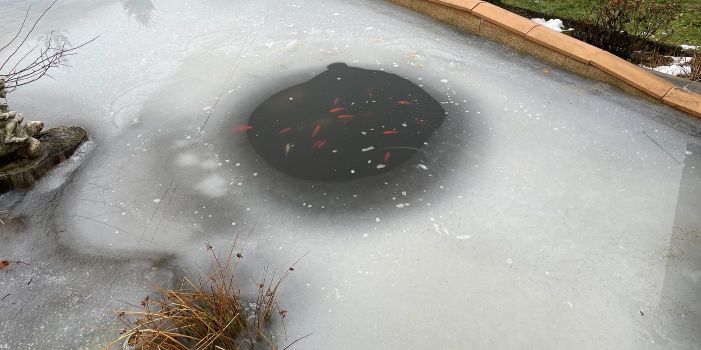 How to Care for Garden Ponds in Winter