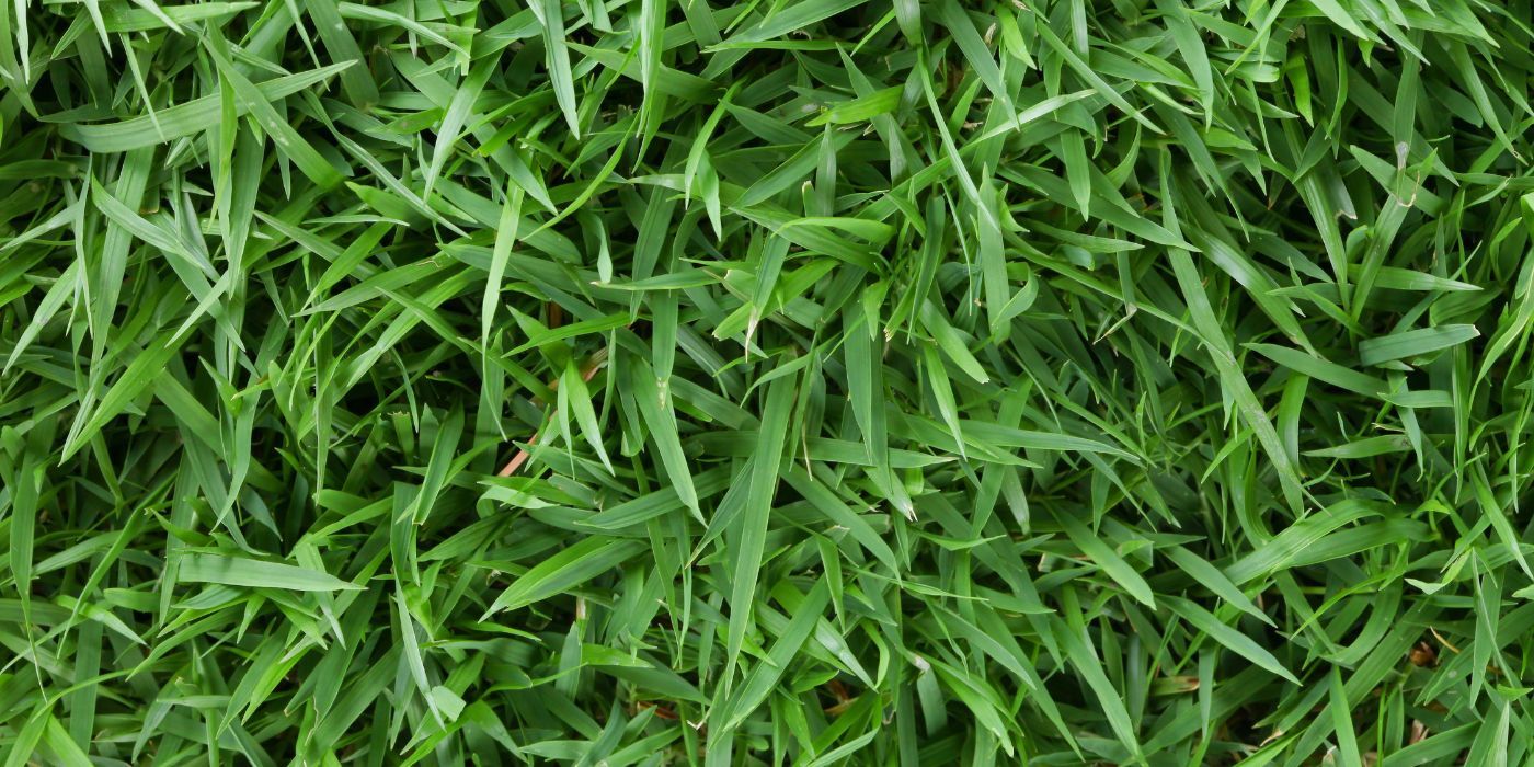 What Are the Best Types of Grass For Your Lawn?