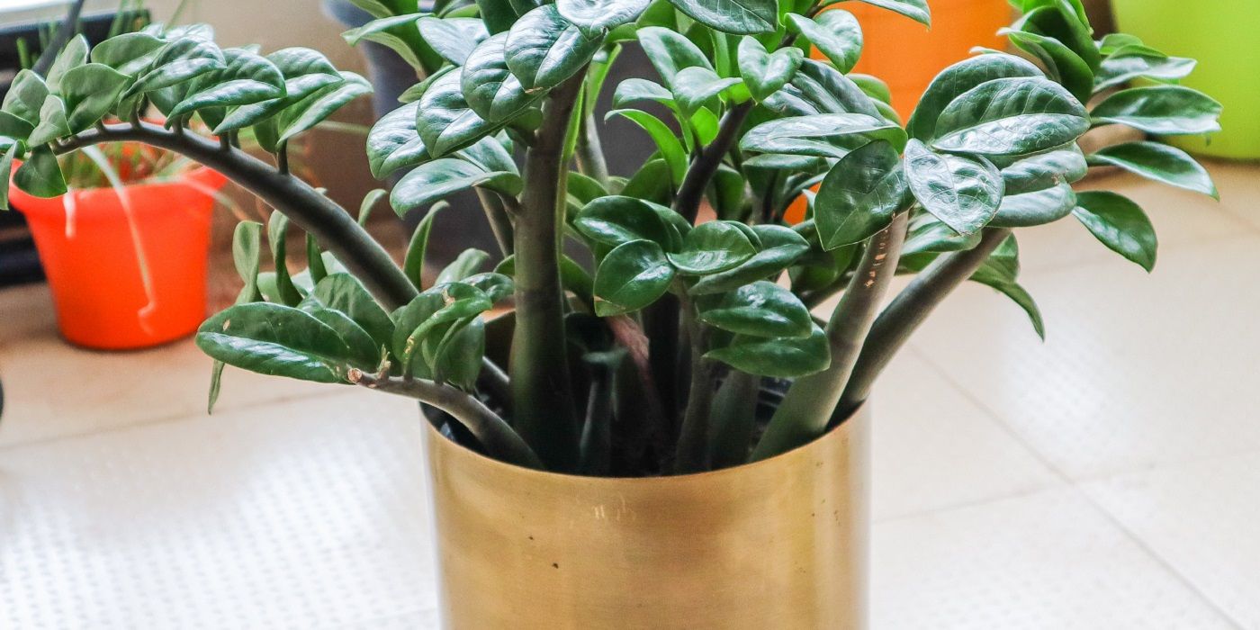 ZZ plant potted growing near other houseplants