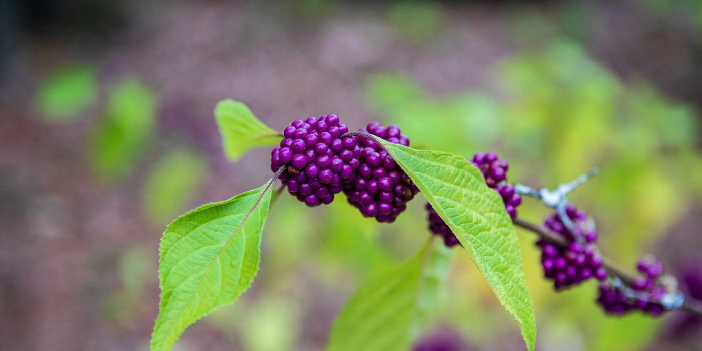 Beautyberry plant close up