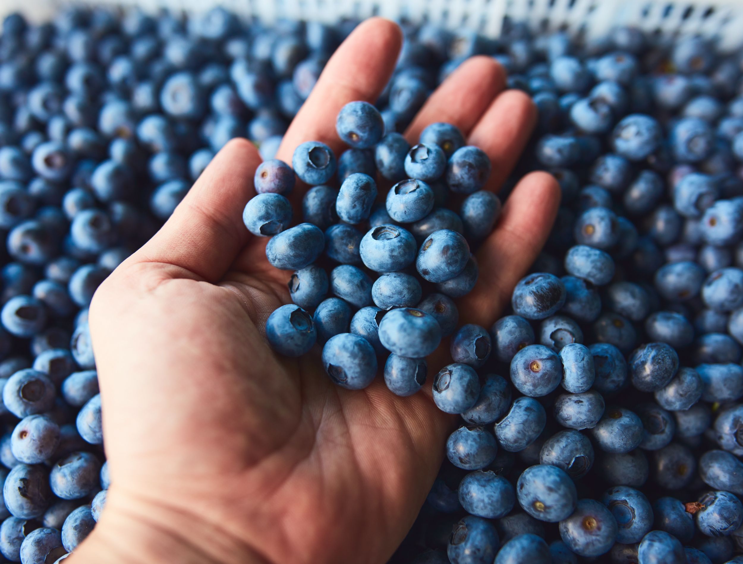 Blueberries in hand