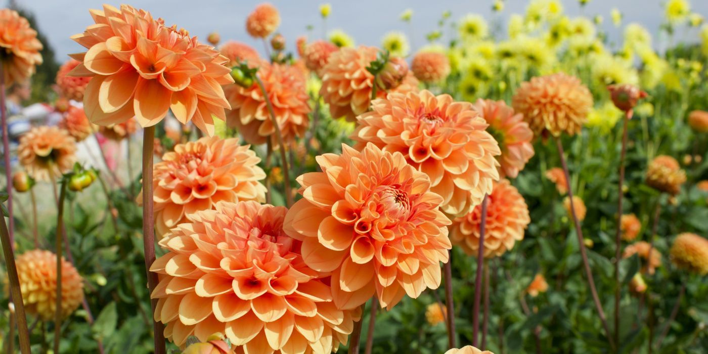 How to Decorate Your Summer Wedding With Dahlias