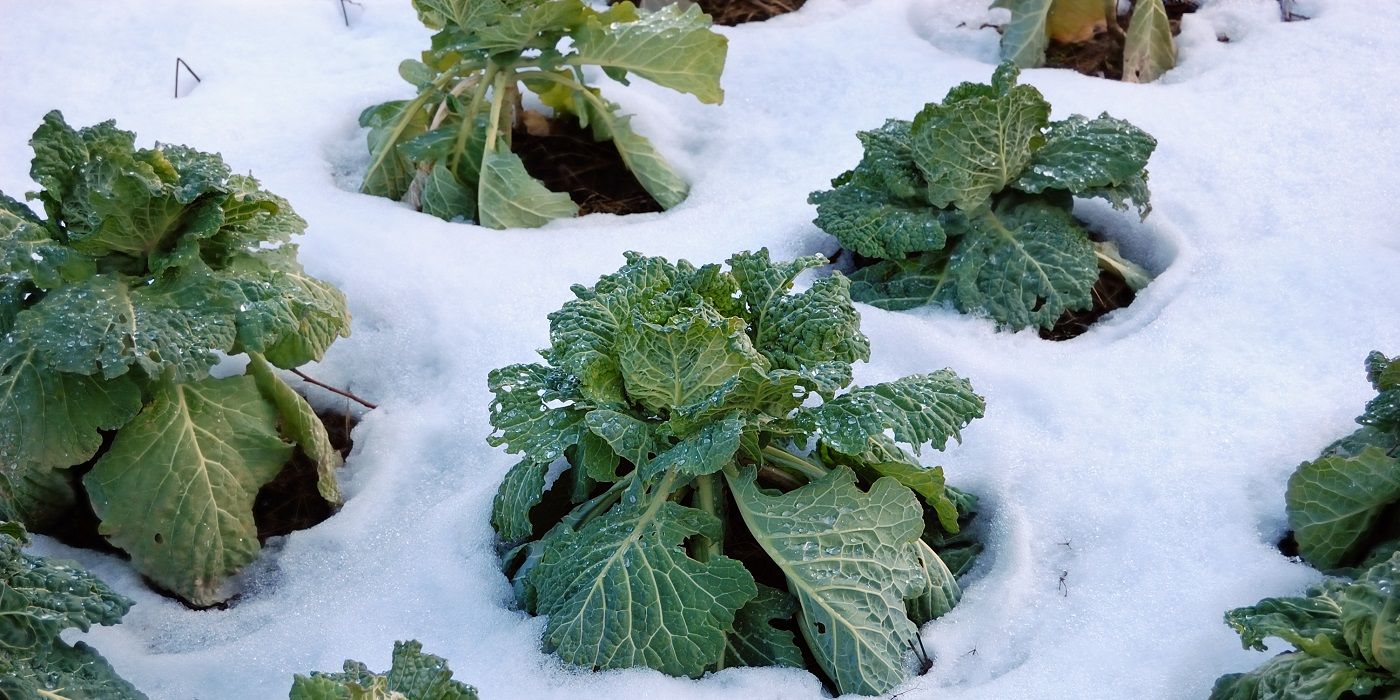 Cabbage plants growing in the snow