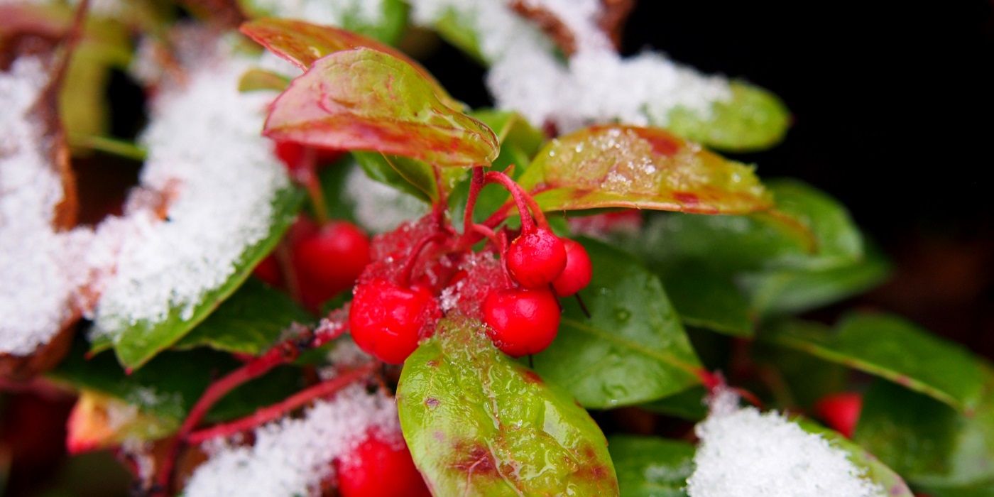 Checkerberry with bright red berries dusted with snow
