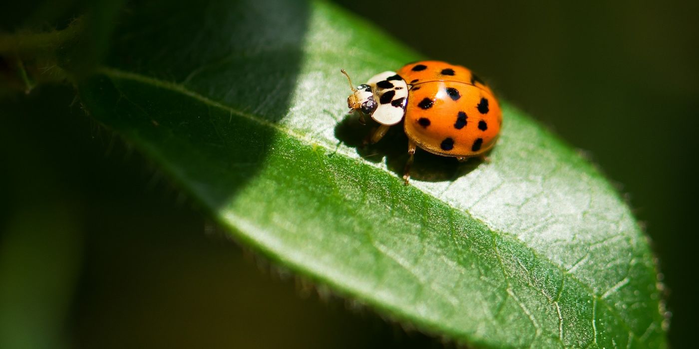 Beneficial Pests: 6 Good Bugs for Your Garden