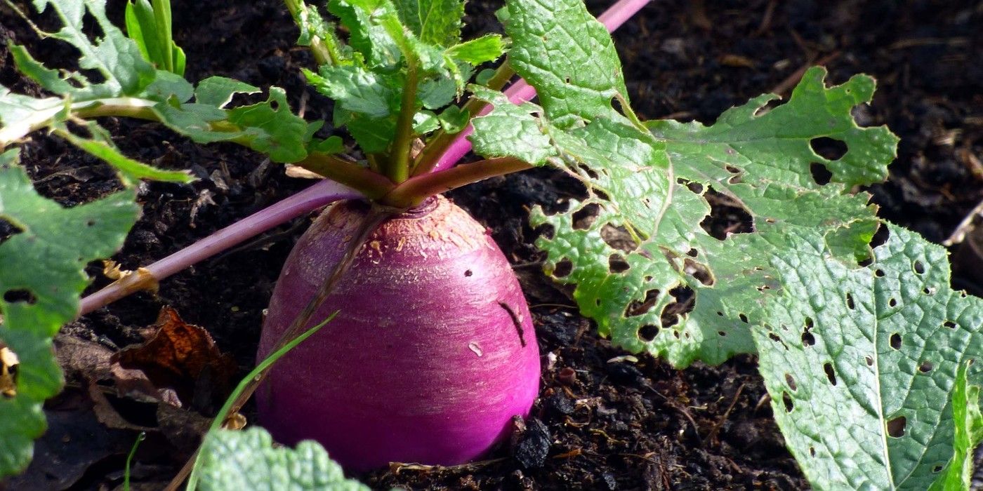 Growing Turnips in the Garden A Complete Guide