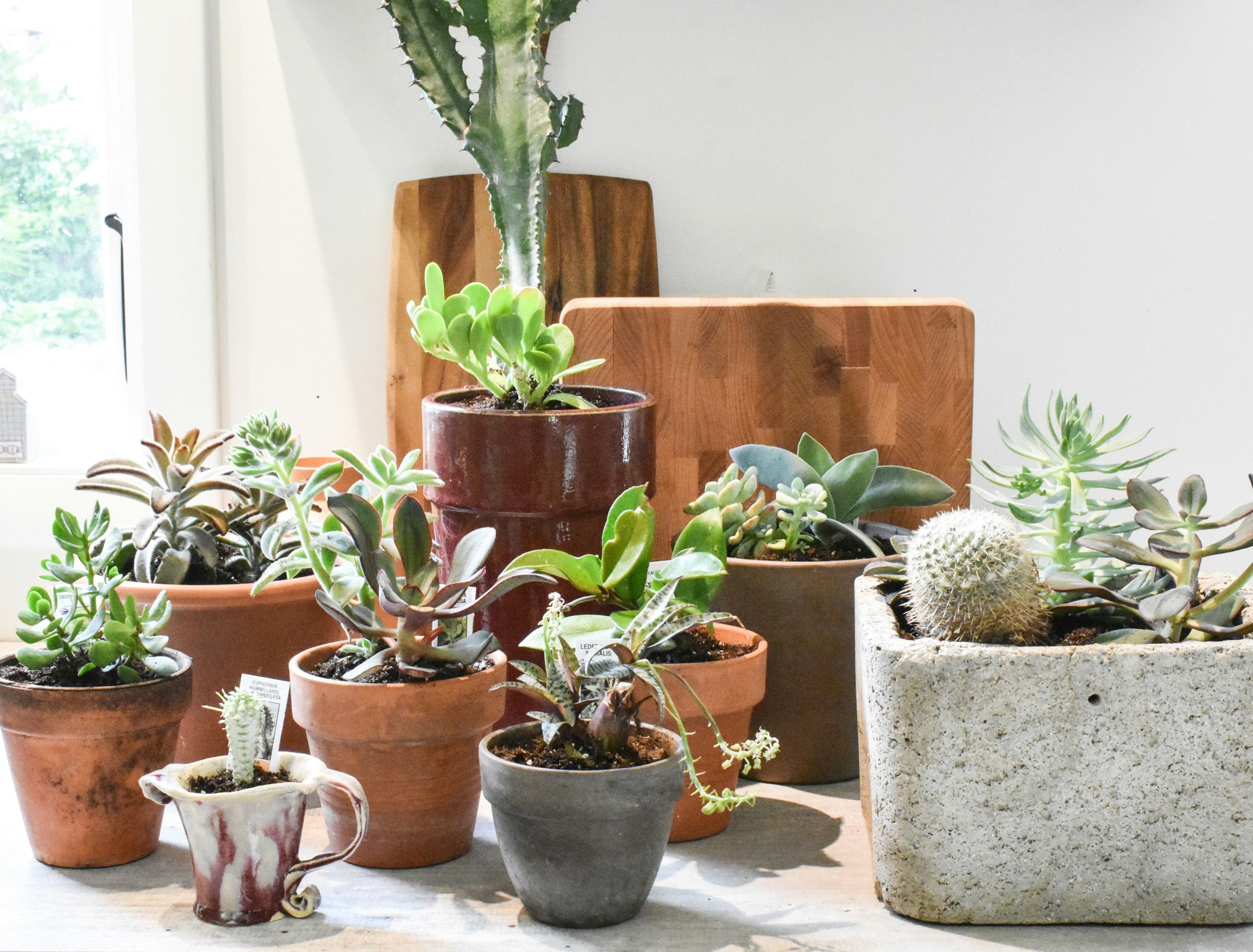 Collection of houseplants in the sun